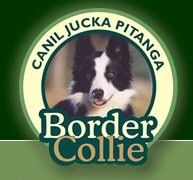 Canil Jucka Pitanga - Border Colie